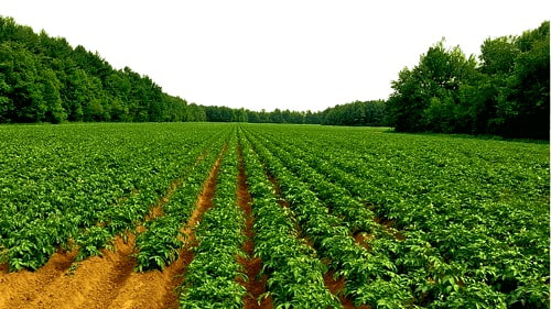 Potato Farm Dhanaulti